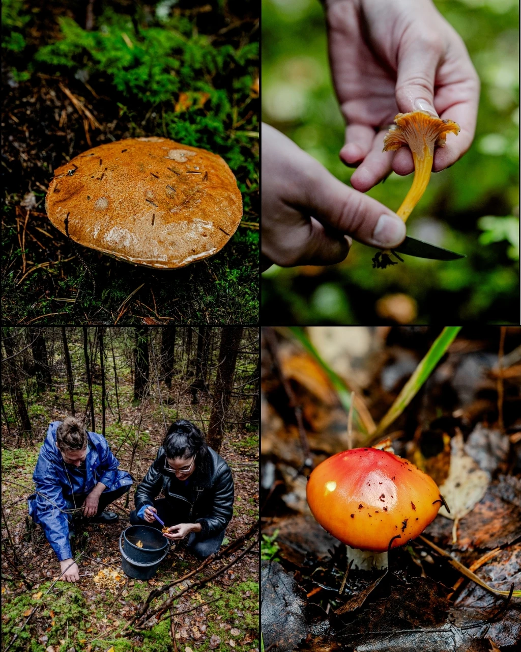 Différents champignons